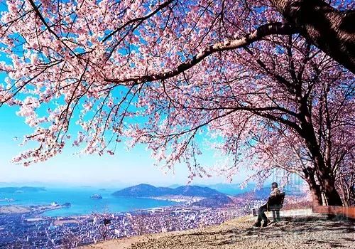【又到櫻花爛漫時(shí)】春季日韓游線路推薦！
