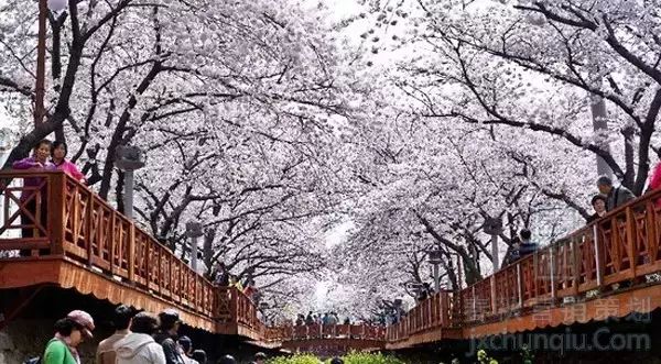 【又到櫻花爛漫時(shí)】春季日韓游線路推薦！